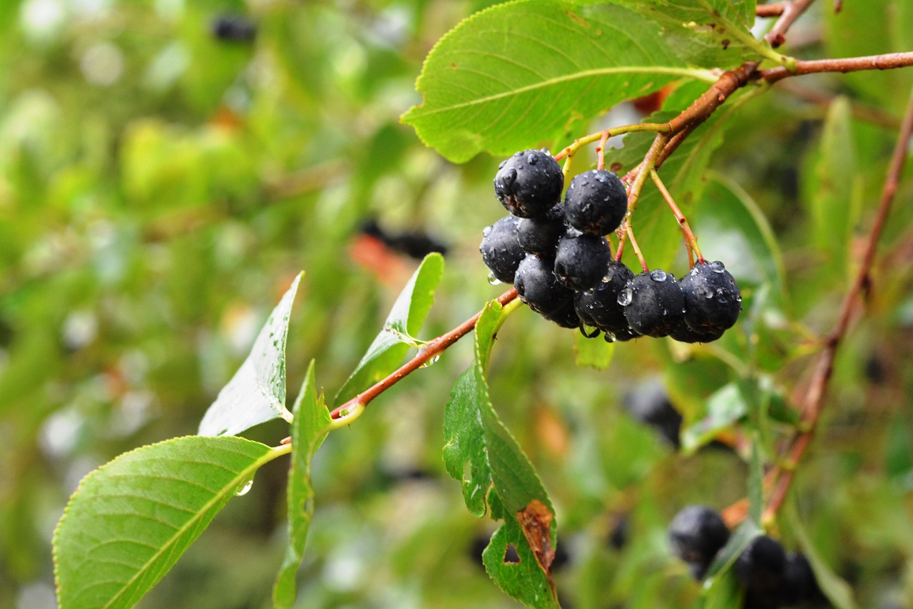 Aronia, Aronas, Vaisiai, Po Lietaus, Gamta, Maistas, Prinokę Vaisiai, Šviežias, Nemokamos Nuotraukos,  Nemokama Licenzija