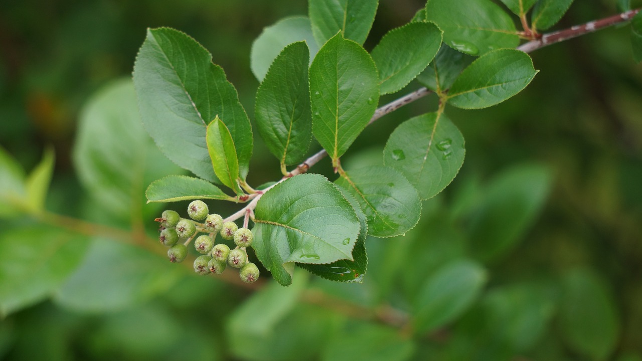 Aronia Uogos Yra, Žaliavinis, Bręsta, Uogų Klasteriai, Sodo Augalas, Nemokamos Nuotraukos,  Nemokama Licenzija