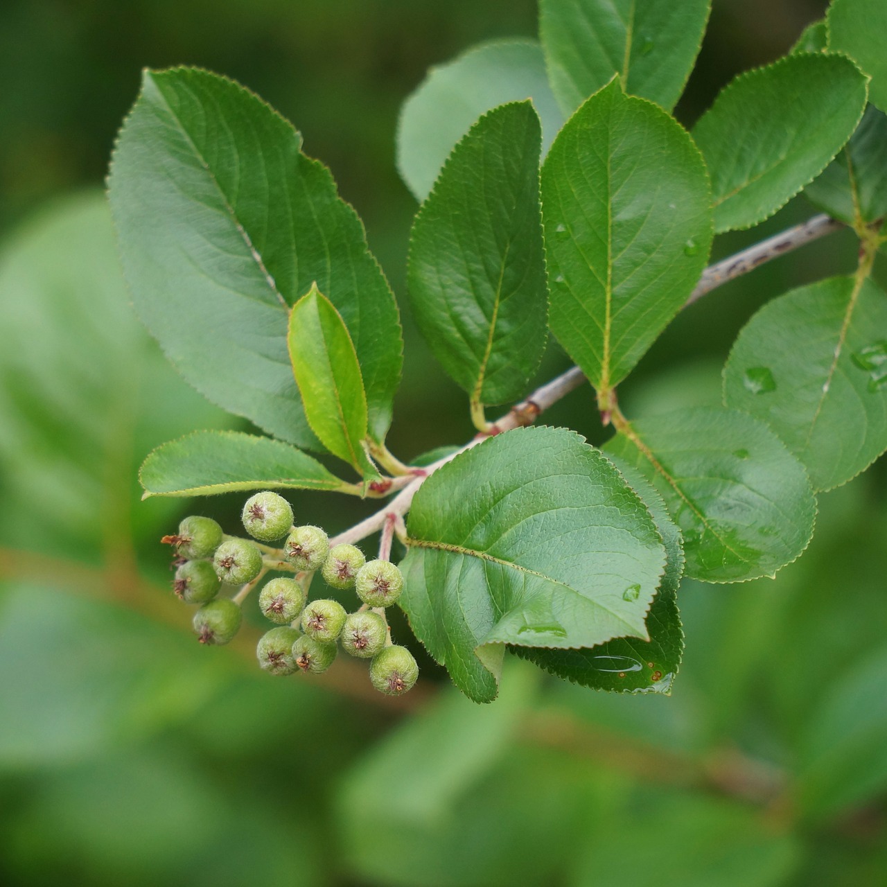 Aronia Uogos Yra, Žaliavinis, Bręsta, Uogų Klasteriai, Sodo Augalas, Uogos, Nemokamos Nuotraukos,  Nemokama Licenzija