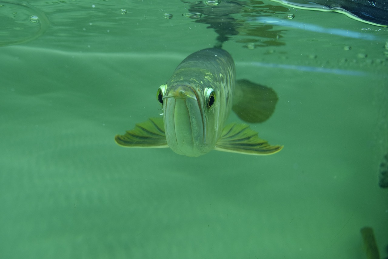 Arowana, Arowana Vietnam, Nemokamos Nuotraukos,  Nemokama Licenzija