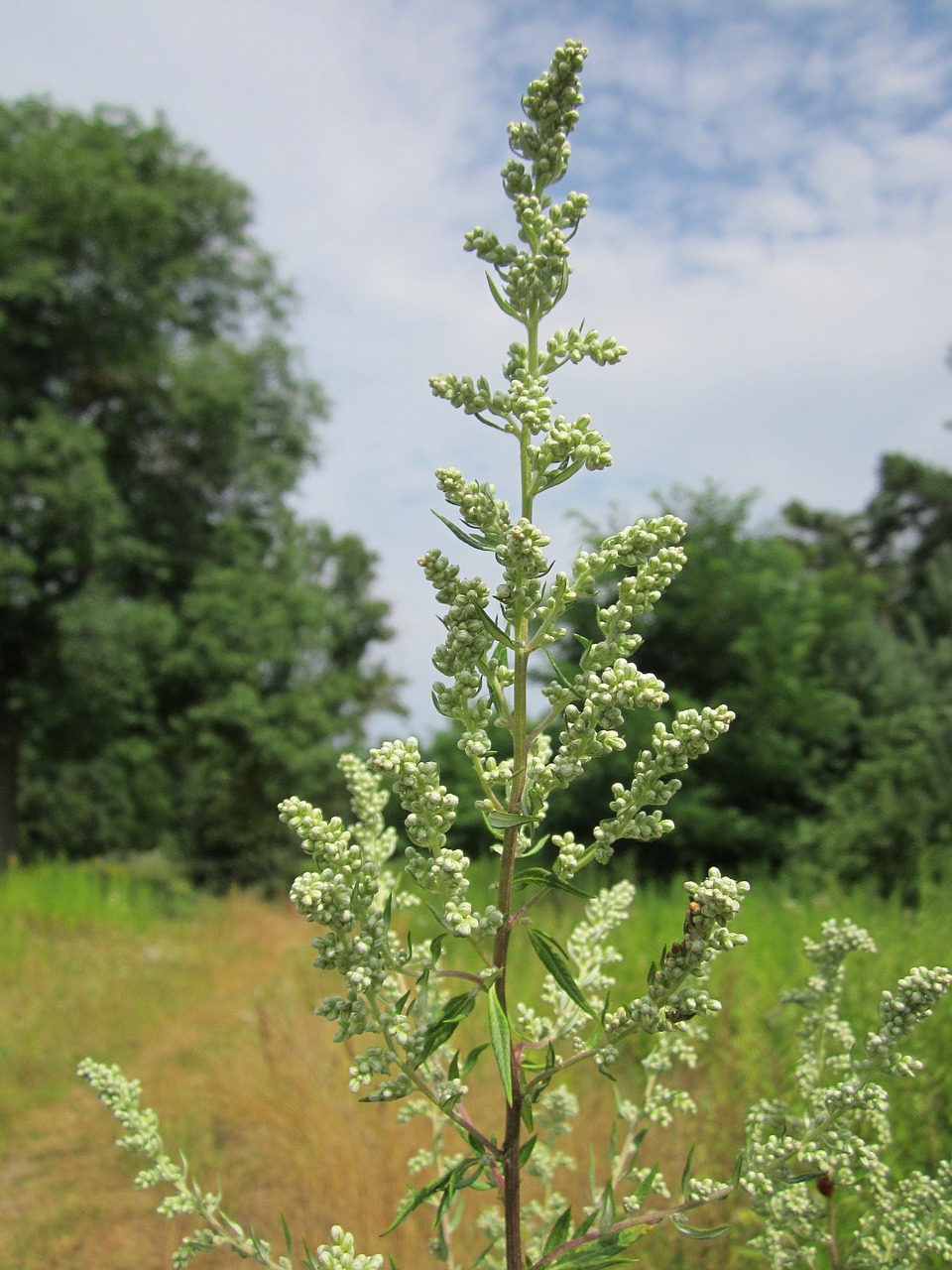 Artemisia Vulgaris,  Kupranugaris,  Paprastoji Pjuvena,  Felon Herb,  Chrizantema Piktžolių,  Laukinė Plekšnė,  Senas Dėdė Henry,  Jūrininko Tabakas,  Neklaužada Vyras,  Senas Vyras