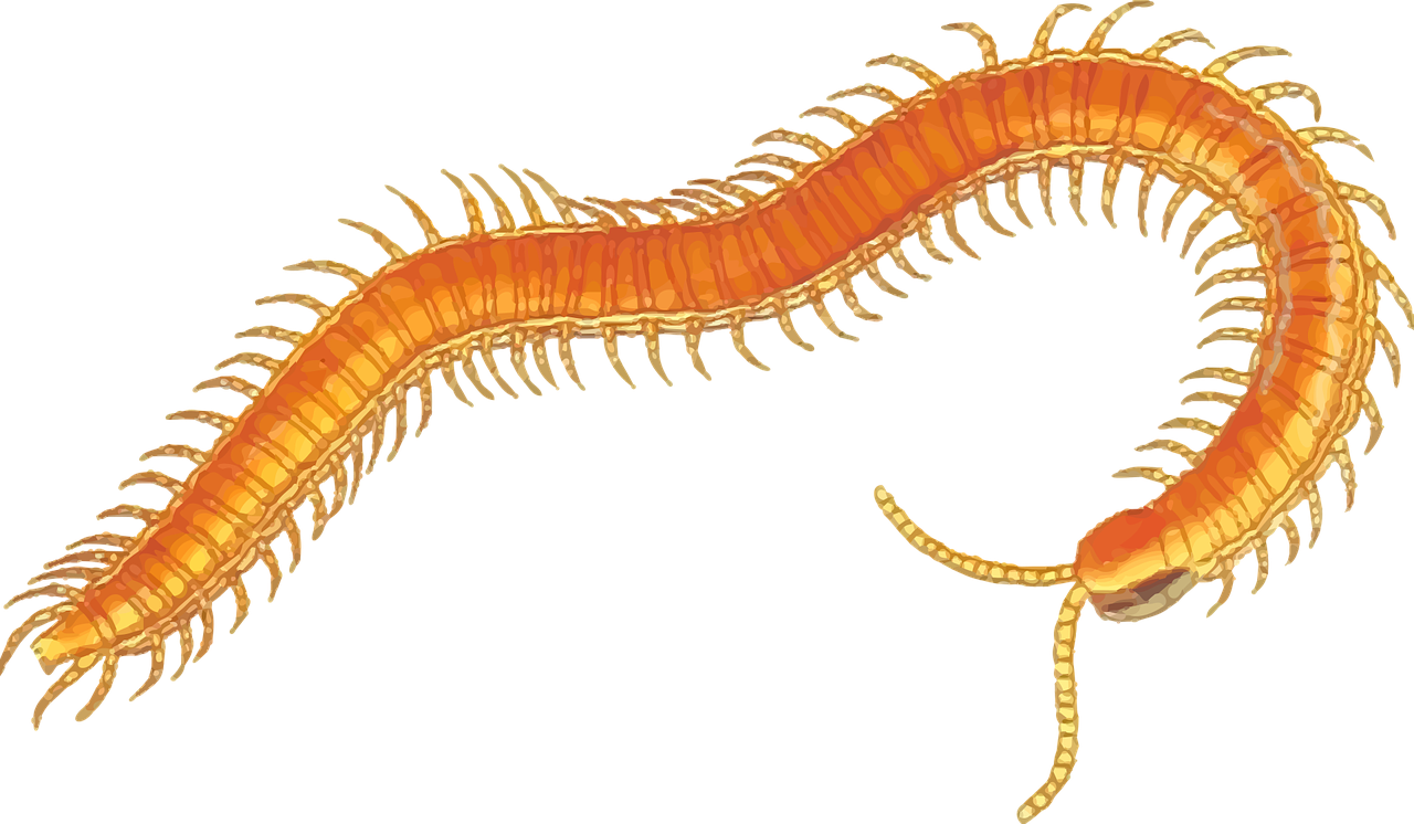 Nariuotakojų, Šimtakas, Myriapoda, Nemokama Vektorinė Grafika, Nemokamos Nuotraukos,  Nemokama Licenzija