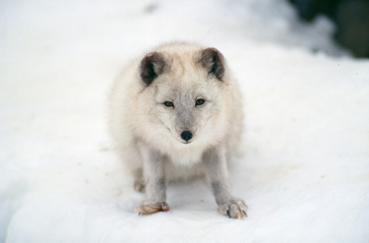 Arktinė Lapė, Žinduolis, Laukinė Gamta, Nemokamos Nuotraukos,  Nemokama Licenzija