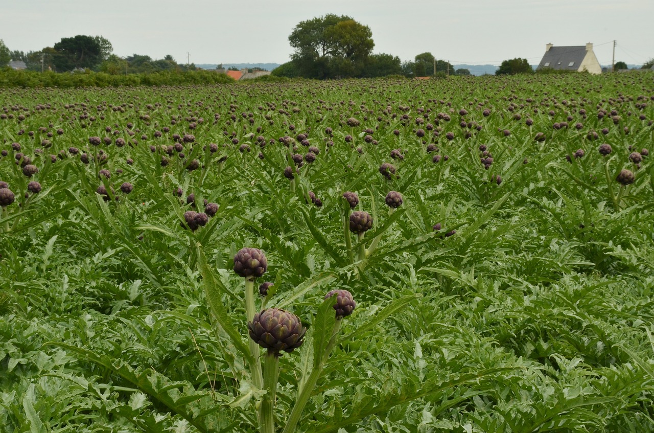 Artišokas, Daržovių, Raudona, Žemės Ūkio, Maistas, Augalas, Spalva, Laukas, Auginimas, Auga