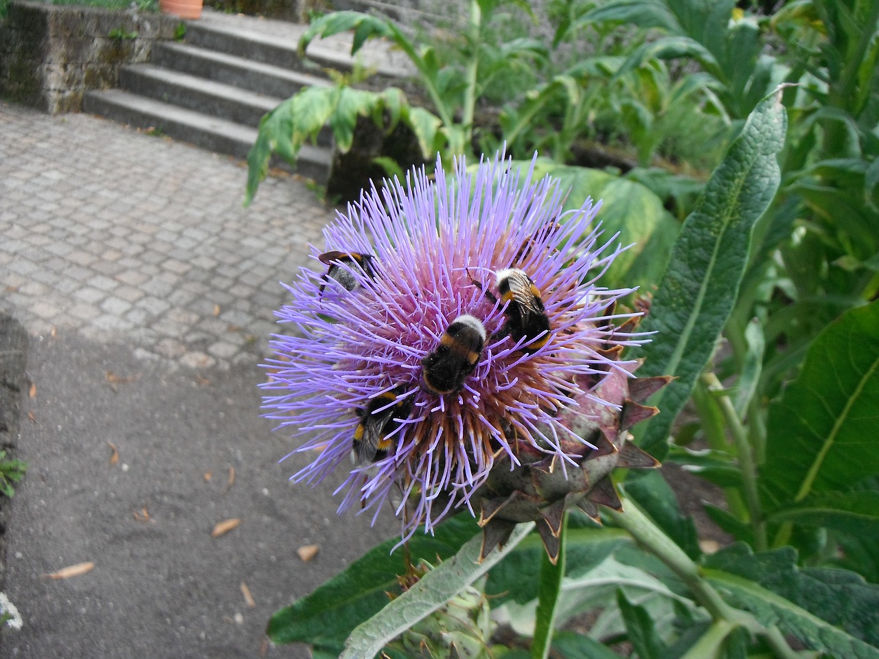 Artišokas, Hummel, Manheimas, Luisenpark, Baden Württemberg, Botanikos, Vokietija, Sodas, Spalva, Nemokamos Nuotraukos