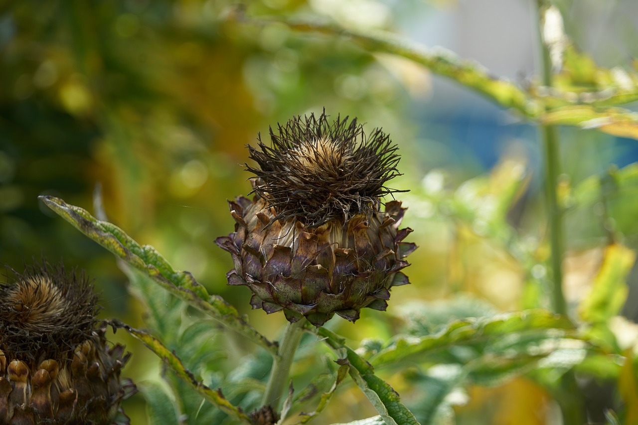 Artišokas, Augalas, Artišokų Gėlė, Daržovių Sodas, Sodas, Žalias, Daržovių, Turgus, Nemokamos Nuotraukos,  Nemokama Licenzija