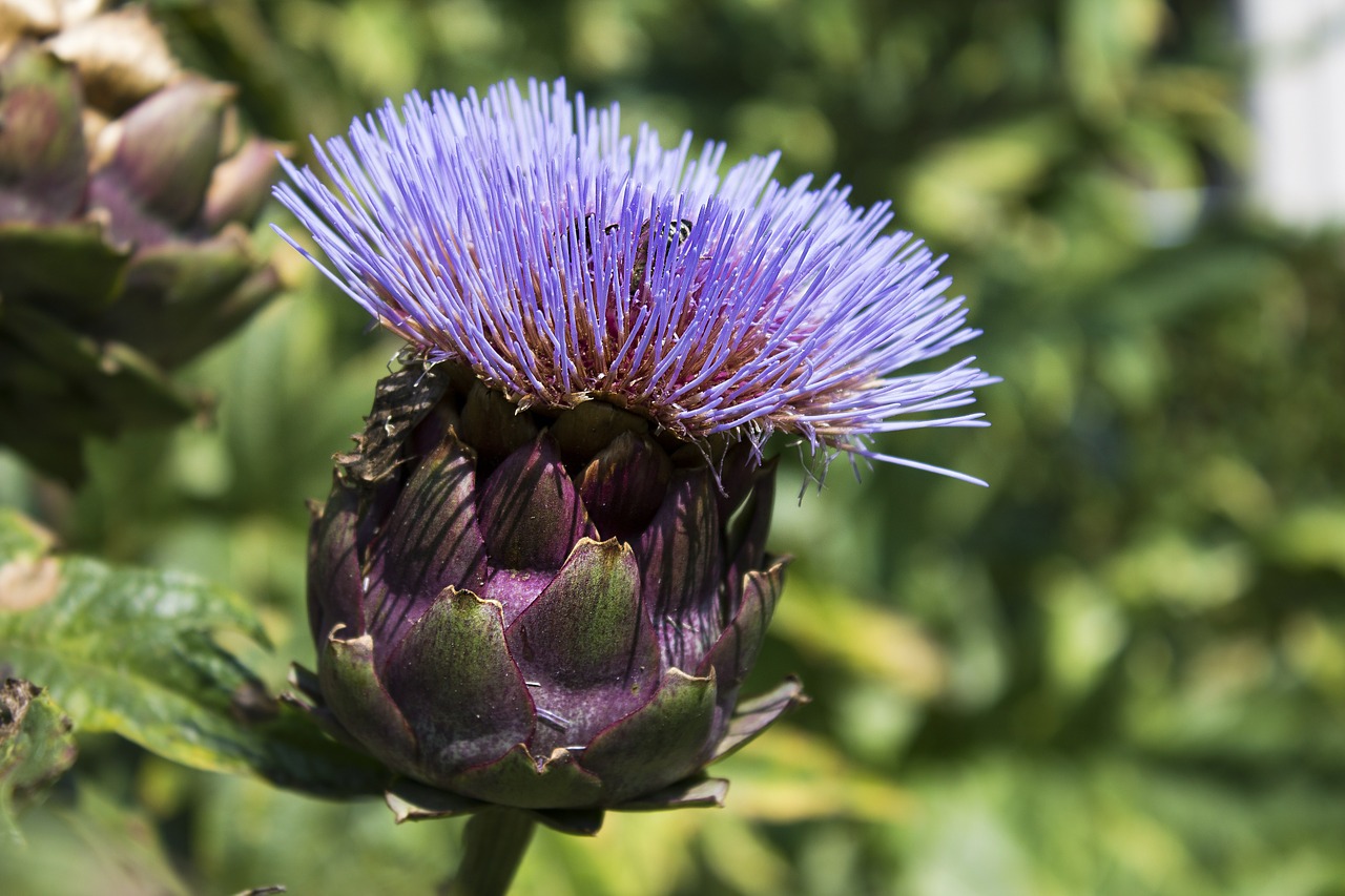 Artišokas, Gėlė, Violetinė, Gamta, Žydėti, Vasara, Maistas, Augalai, Žalias, Lapai