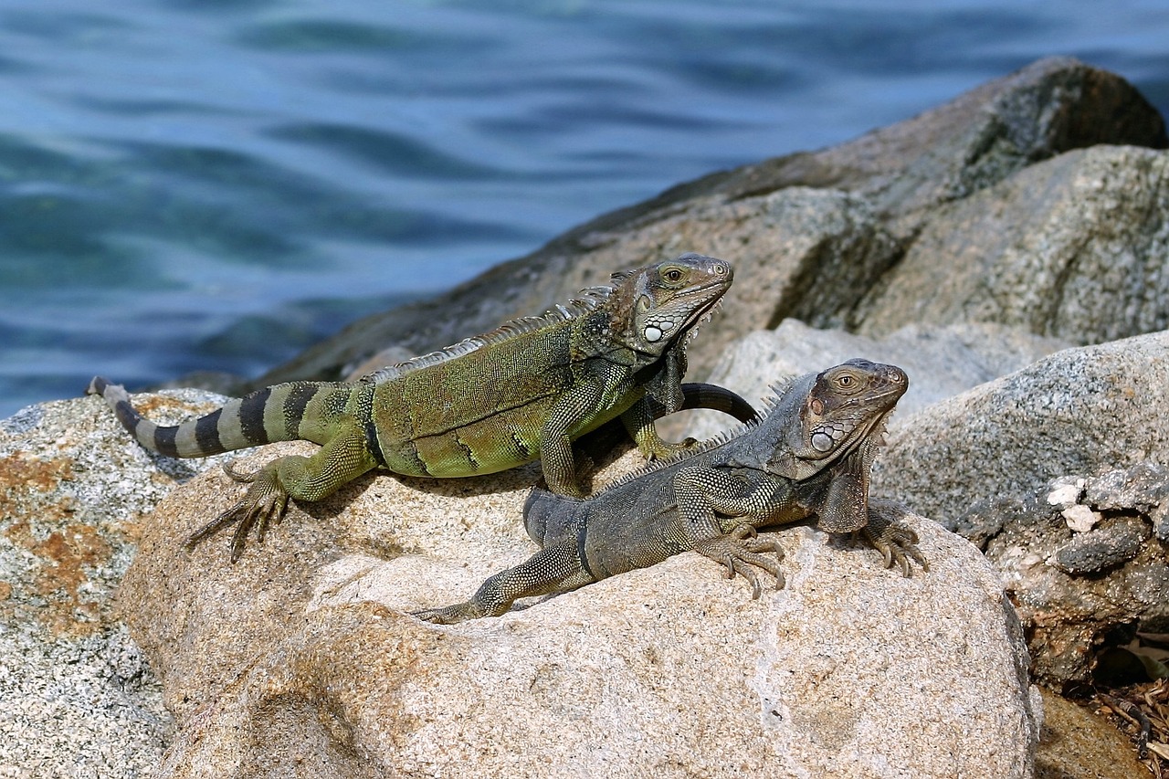 Aruba, Driežas, Jūra, Mėlynas, Gamta, Karibai, Akmuo, Pilka, Nemokamos Nuotraukos,  Nemokama Licenzija