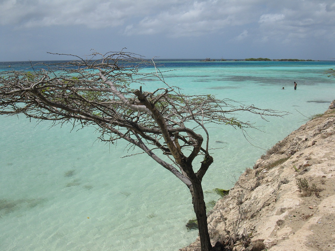 Aruba, Medis, Papludimys, Vaizdingas, Nemokamos Nuotraukos,  Nemokama Licenzija