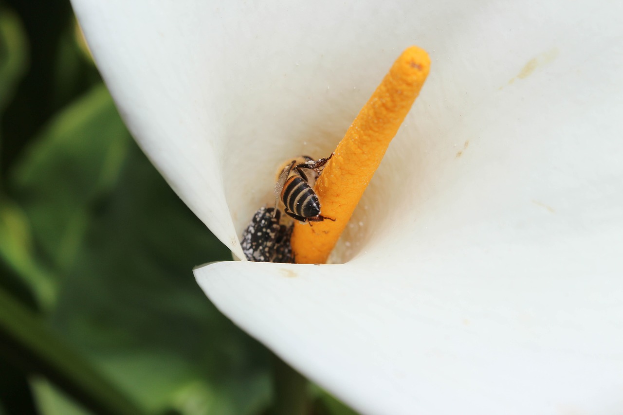 Arum,  Re,  Pobūdį,  Vabzdžiai,  Makro,  Sodas,  Gėlės Baltos Zantedeschia,  Augalų,  Skristi,  Bitės