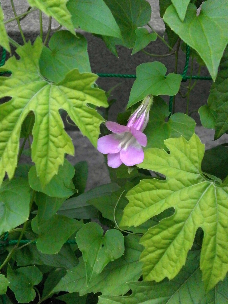 Asarina, ツ タ バ キ リ カ ズ ラ, ツ ル キ ン ギ ョ ソ ウ, Scrophulariaceae, Plantaginaceae, Rožinė Gėlė, Vasaros Gėlės, Vynuogynas, Žalia Uždanga, Nemokamos Nuotraukos