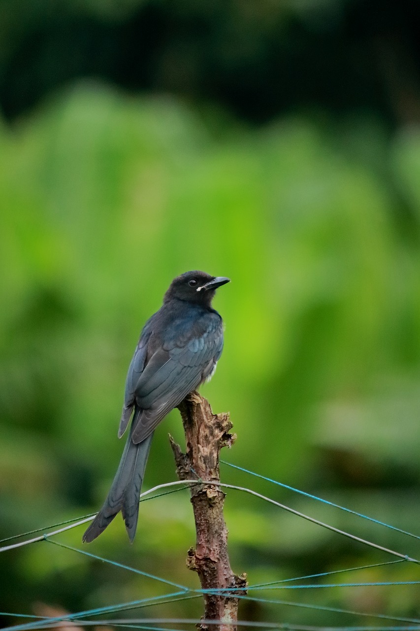 Pelenų Drongo,  Paukštis,  Juodos Spalvos,  Dicruridae,  Drongo,  Pobūdį,  Dykuma,  Gyvūnijos,  Indija,  Sparnai