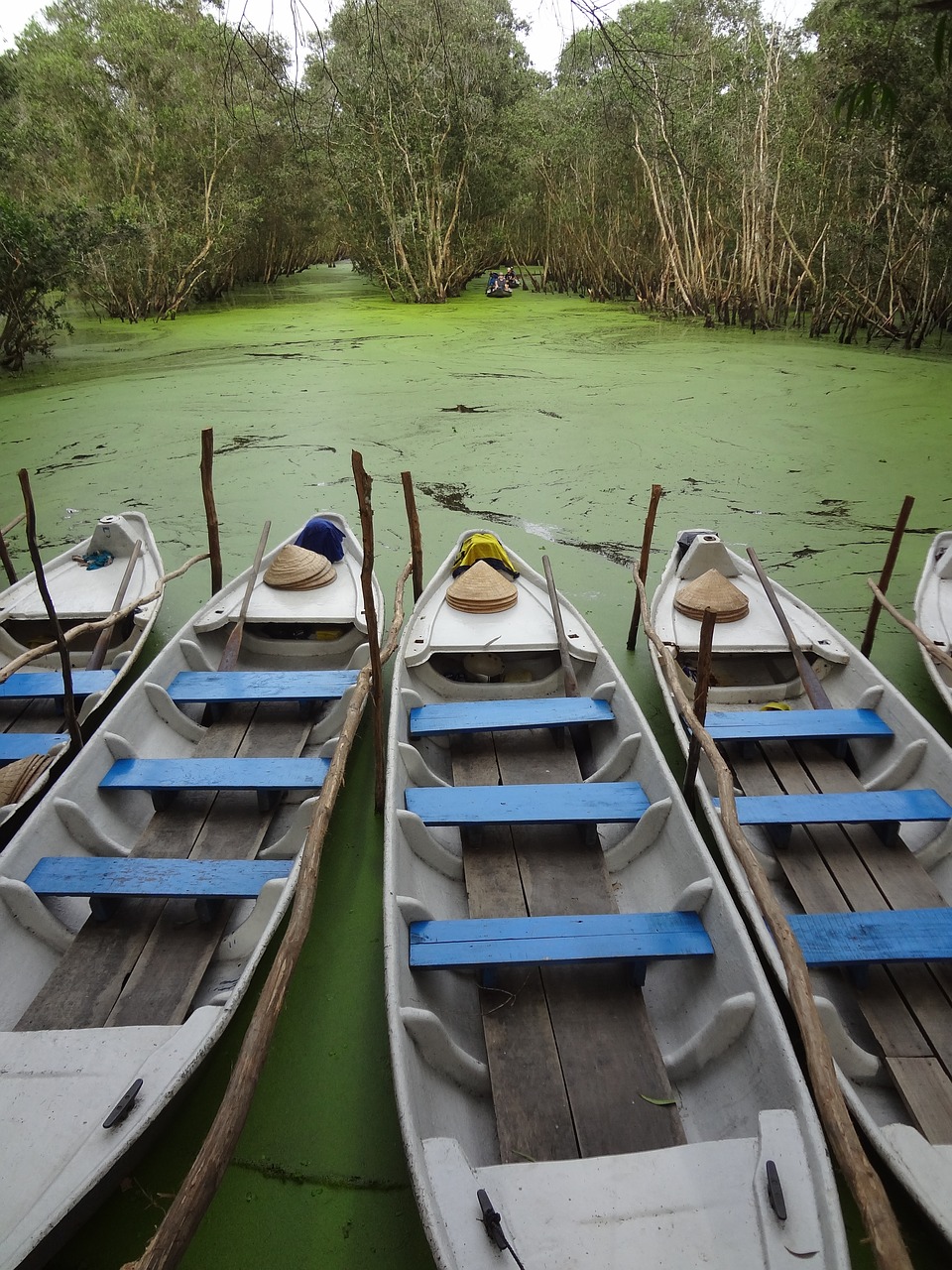 Asija, Mangroviai, Mekong Delta, Vietnamas, Gamta, Šventė, Daugiau, Boot, Nemokamos Nuotraukos,  Nemokama Licenzija