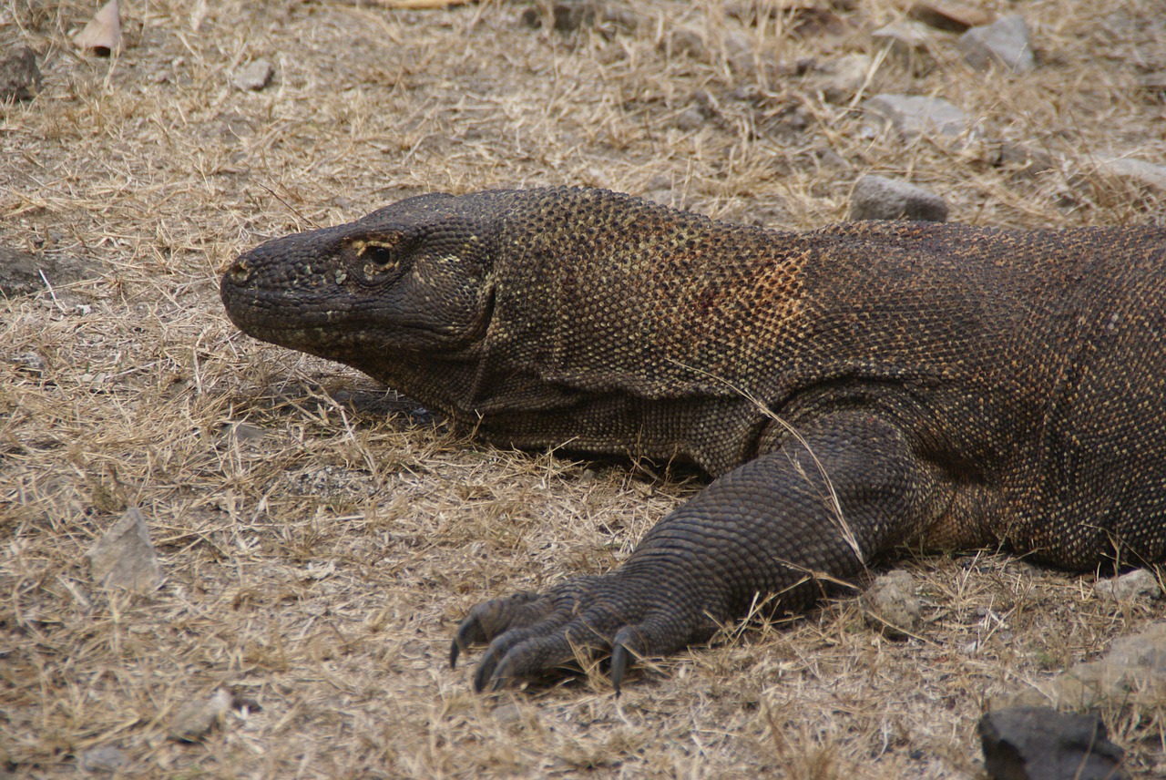 Asija,  Indonezija,  Komodo,  Stebėti Driežas,  Drakonas,  Ropliai, Nemokamos Nuotraukos,  Nemokama Licenzija