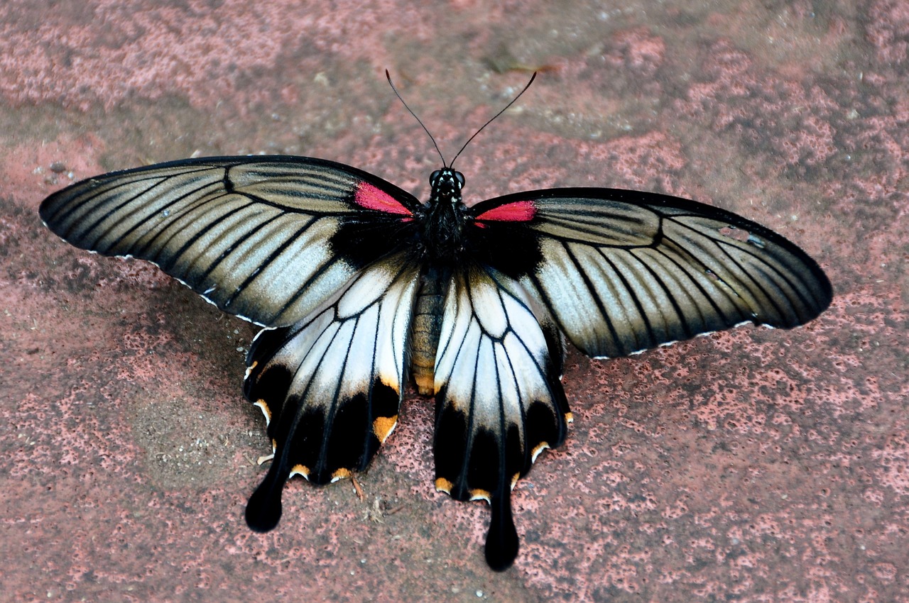 Asian, Swallowtail, Drugelis, Nemokamos Nuotraukos,  Nemokama Licenzija