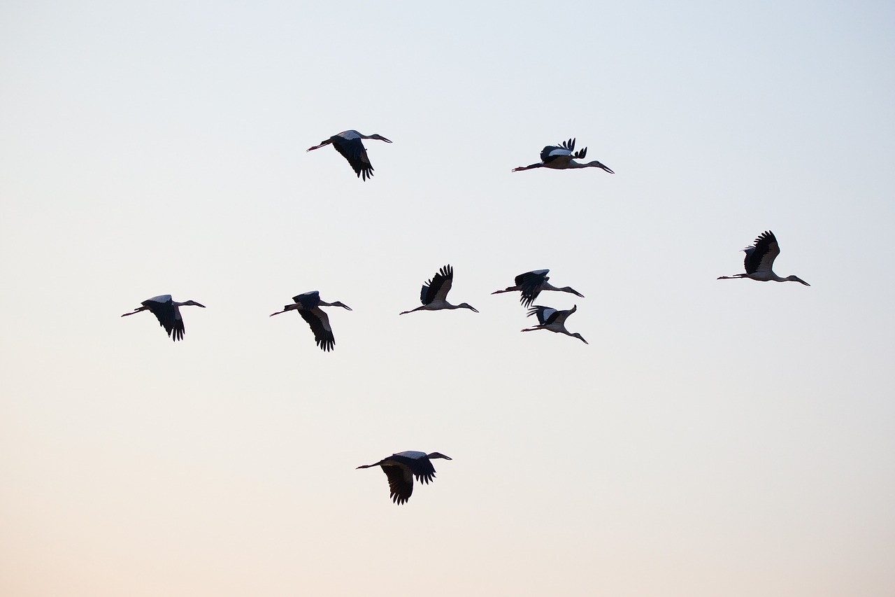 Paukščiai, Asian Openbill, Vole, Bitternas, Balta, Phatthalung, Mažiau Jūros, Lempa, Evakuotis, Lagūnas