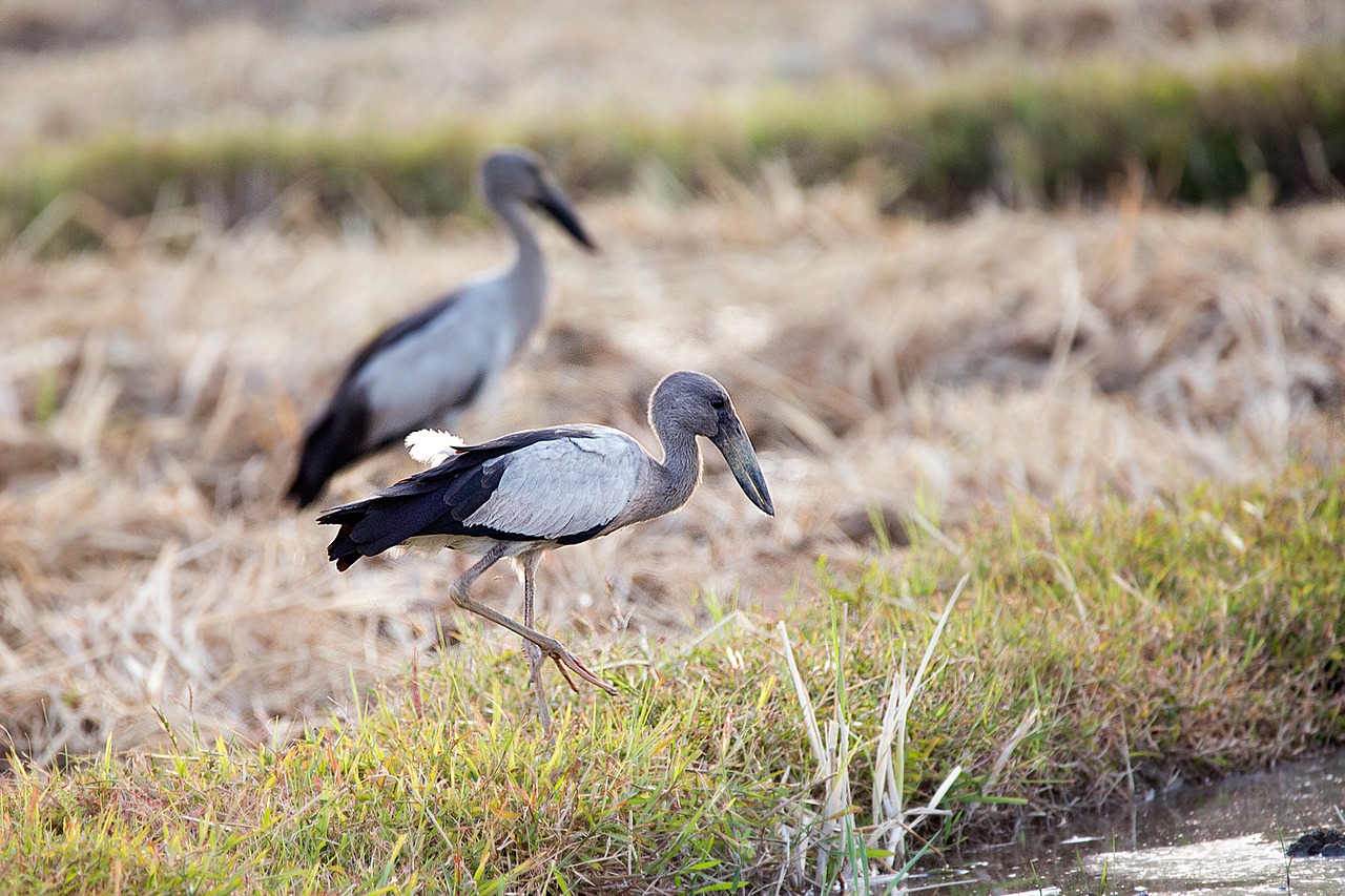 Paukščiai, Asian Openbill, Vole, Bitternas, Balta, Phatthalung, Mažiau Jūros, Lempa, Evakuotis, Lagūnas