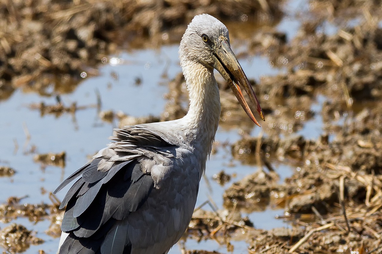 Paukščiai, Asian Openbill, Vole, Bitternas, Balta, Phatthalung, Mažiau Jūros, Lempa, Evakuotis, Lagūnas