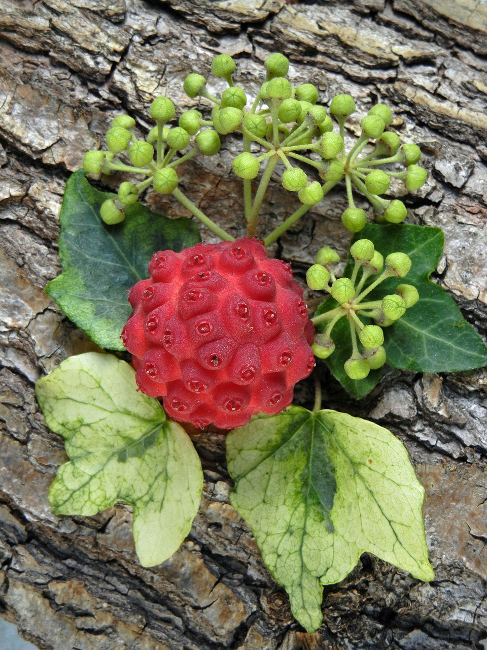 Asian Dogwood, Vaisiai, Raudona, Išdėstymas, Ornus Kousa, Šilkmedis, Kukurūzai, Šilkmedžio Šiltnamio Efektas, Kukurūzai, Vaisiai