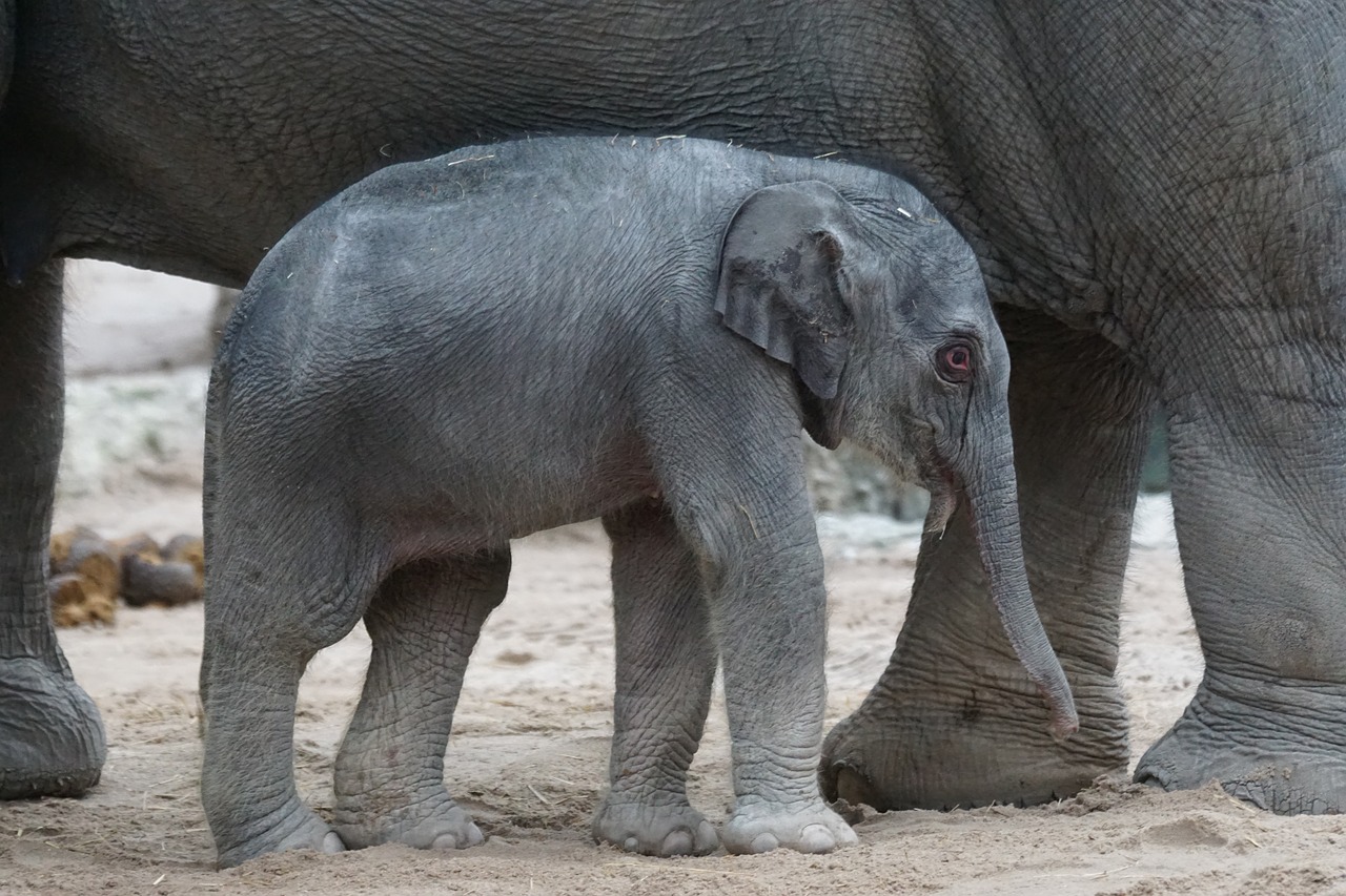 Azijos Dramblys, Jaunas Gyvūnas, Veršelis, Žinduolis, Elephas Maximus, Pachyderm, Laukinės Gamtos Fotografija, Zoo Zurich, Nemokamos Nuotraukos,  Nemokama Licenzija