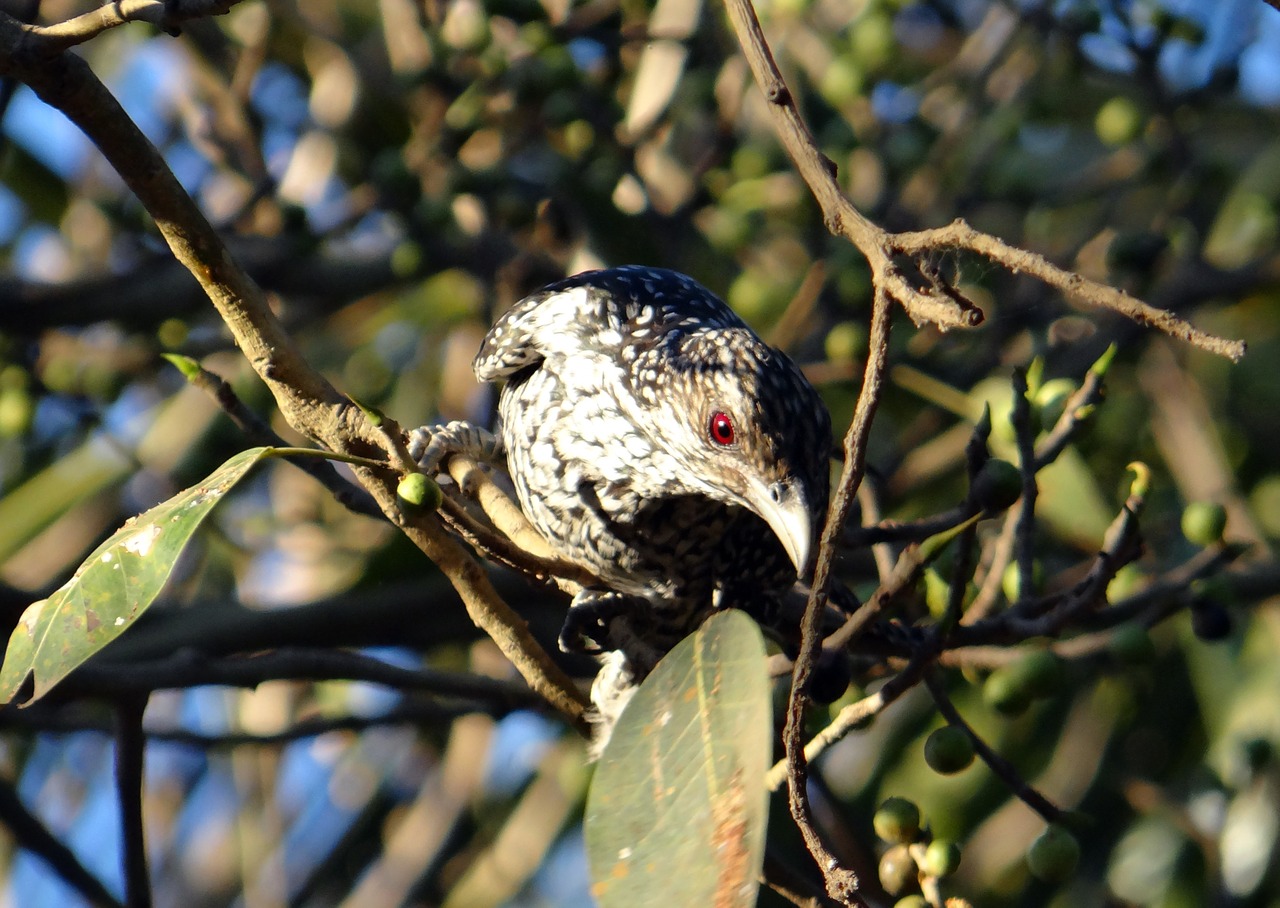 Asian Koel, Eudynamys Scolopaceus, Moteris, Figmedis, Sadhankeri, Dharwad, Indija, Paukštis, Nemokamos Nuotraukos,  Nemokama Licenzija