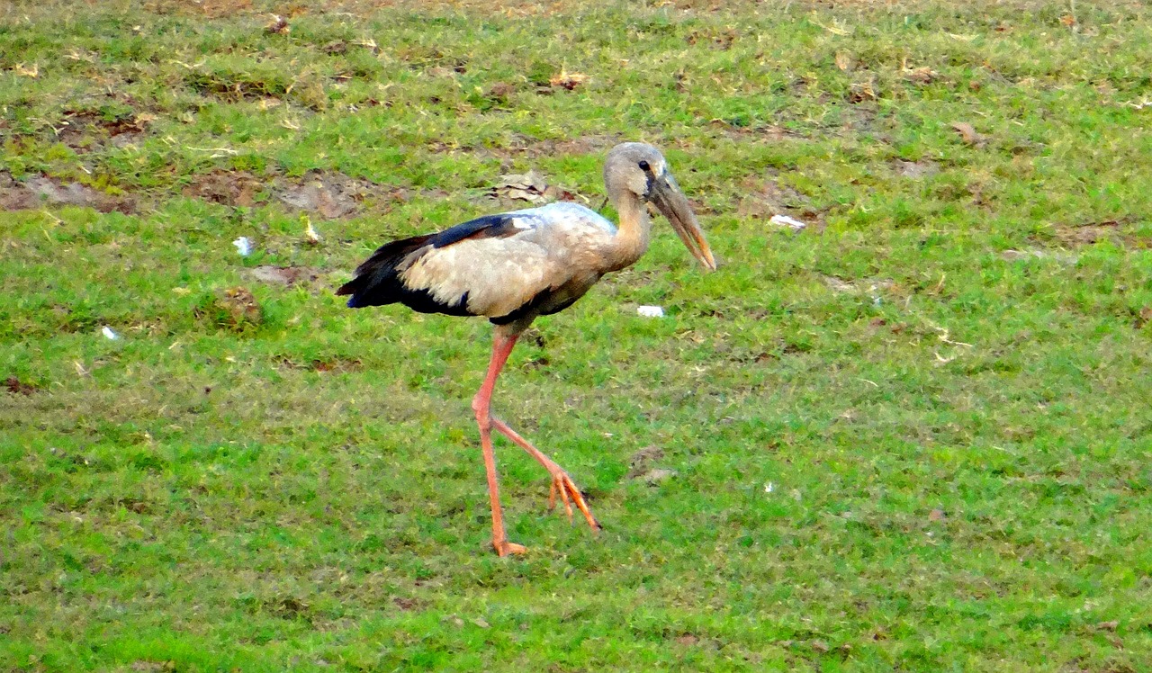 Azijietiškas Atviras Gandras, Atvira Knyga, Gandras, Paukštis, Wader, Indija, Nemokamos Nuotraukos,  Nemokama Licenzija