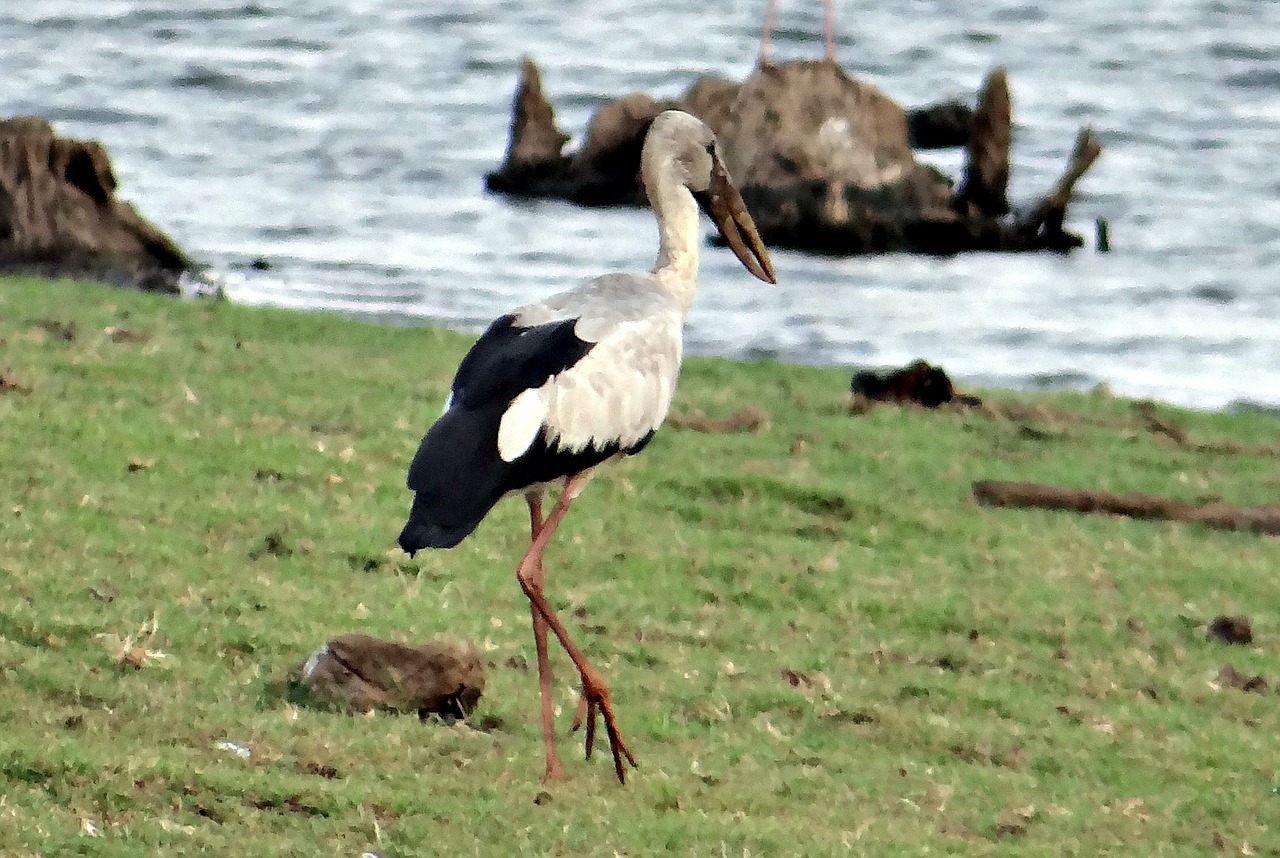 Asian Openbill, Azijos Atvira Gandra, Anastomus Oscitans, Paukštis, Gandras, Wader, Ciconiidae, Indija, Nemokamos Nuotraukos,  Nemokama Licenzija