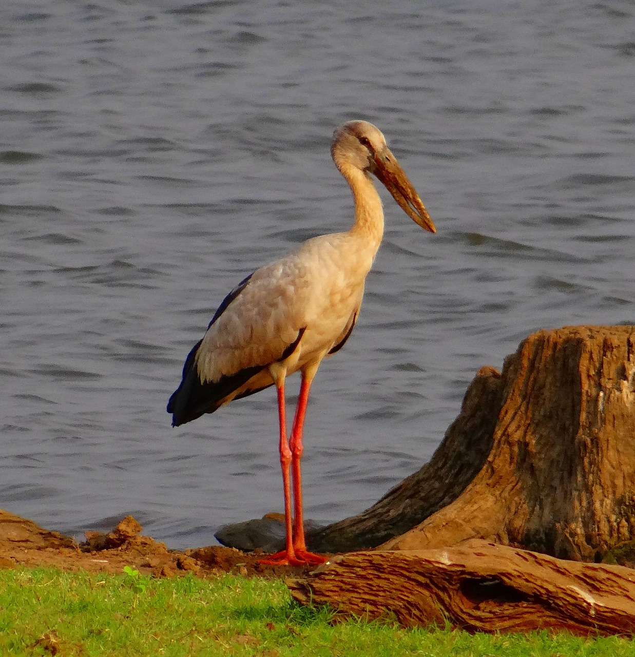 Asian Openbill, Azijos Atvira Gandra, Anastomus Oscitans, Paukštis, Gandras, Wader, Ciconiidae, Indija, Nemokamos Nuotraukos,  Nemokama Licenzija