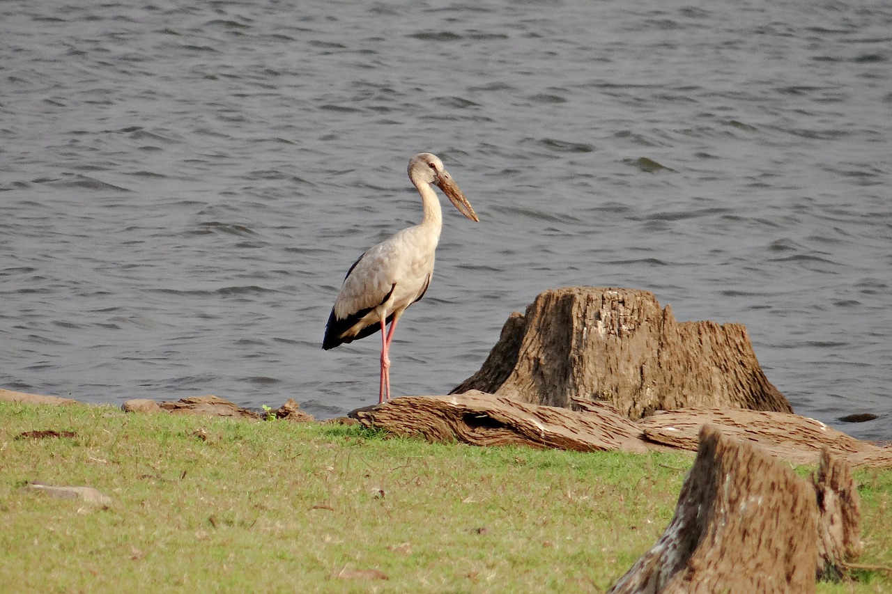 Asian Openbill, Azijos Atvira Gandra, Anastomus Oscitans, Paukštis, Gandras, Wader, Ciconiidae, Indija, Nemokamos Nuotraukos,  Nemokama Licenzija