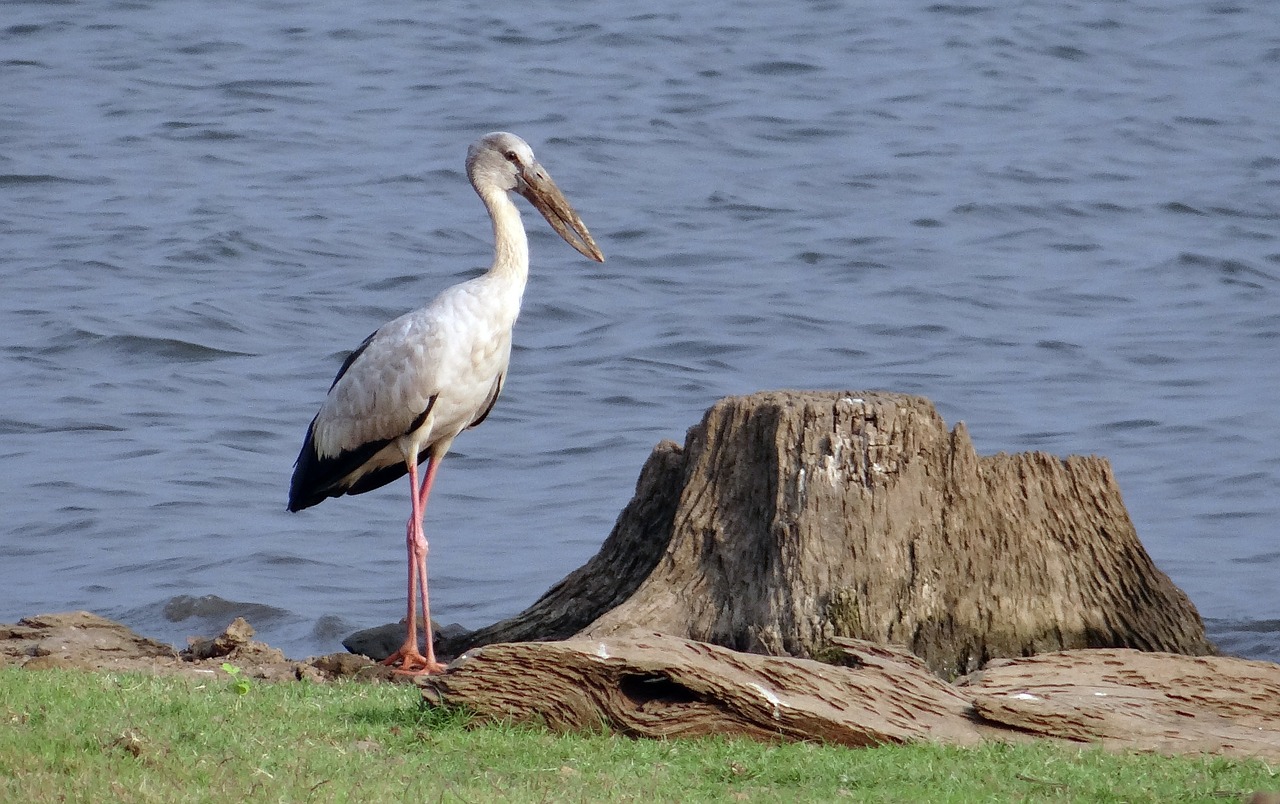 Asian Openbill, Azijos Atvira Gandra, Anastomus Oscitans, Gandras, Wader, Paukštis, Indija, Nemokamos Nuotraukos,  Nemokama Licenzija