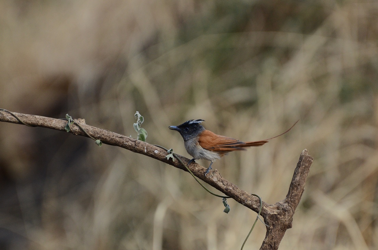 Asian Rojus Skristi Gaudytojas, Paukštis, Gamta, Gyvūnas, Laukinė Gamta, Plunksna, Laukiniai, Flycatcher, Nemokamos Nuotraukos,  Nemokama Licenzija