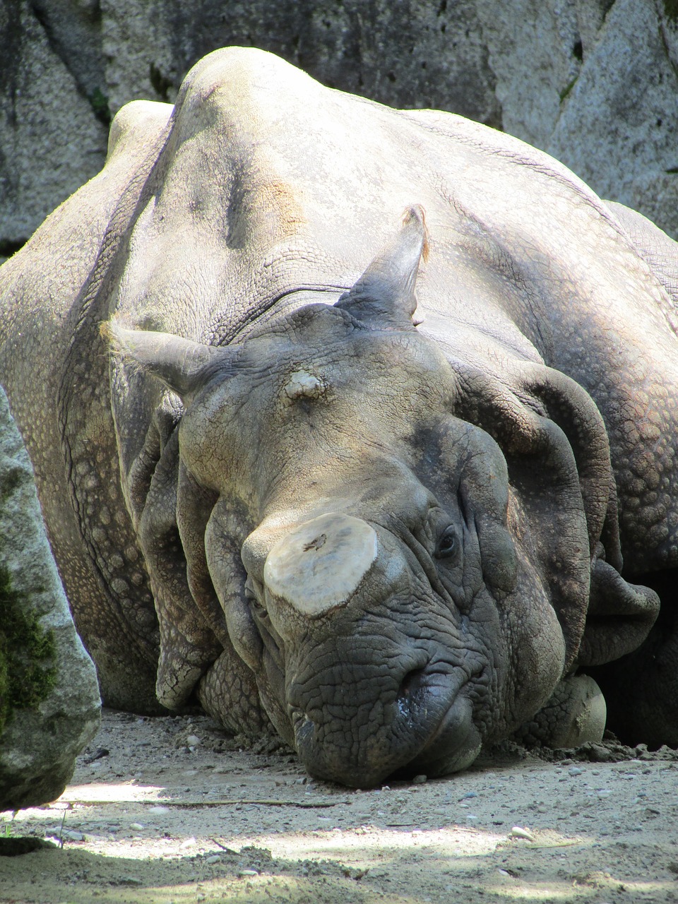 Azijos Degunradzis,  Gyvūnų Parkas Hellbrunn,  Rhino,  Mušamas Garsinio Signalo,  Ramybės,  Kolosas, Nemokamos Nuotraukos,  Nemokama Licenzija