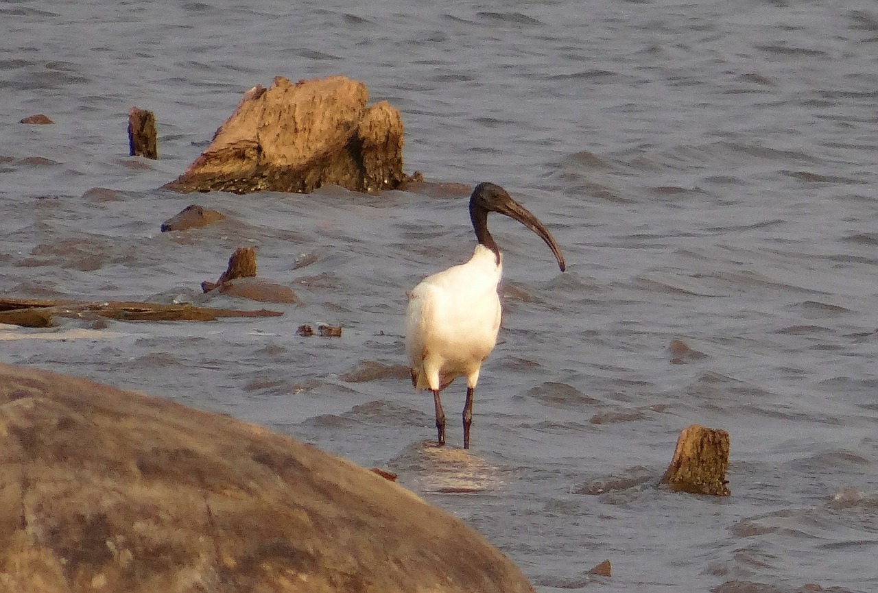 Asitinės Baltos Spalvos Ibis, Ibis, Whi Ibis, Juodos Galvos Ibis, Threskiornis Melanocephala, Paukštis, Wader, Indija, Nemokamos Nuotraukos,  Nemokama Licenzija