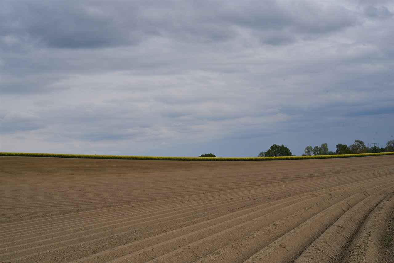 Šparagai,  Šparagai Auginimą,  Žemės Ūkio,  Ariama,  Žemdirbystė,  Laukas,  Ūkininkas,  Auginimas,  Atsipalaidavimo Iki,  Kraštovaizdis