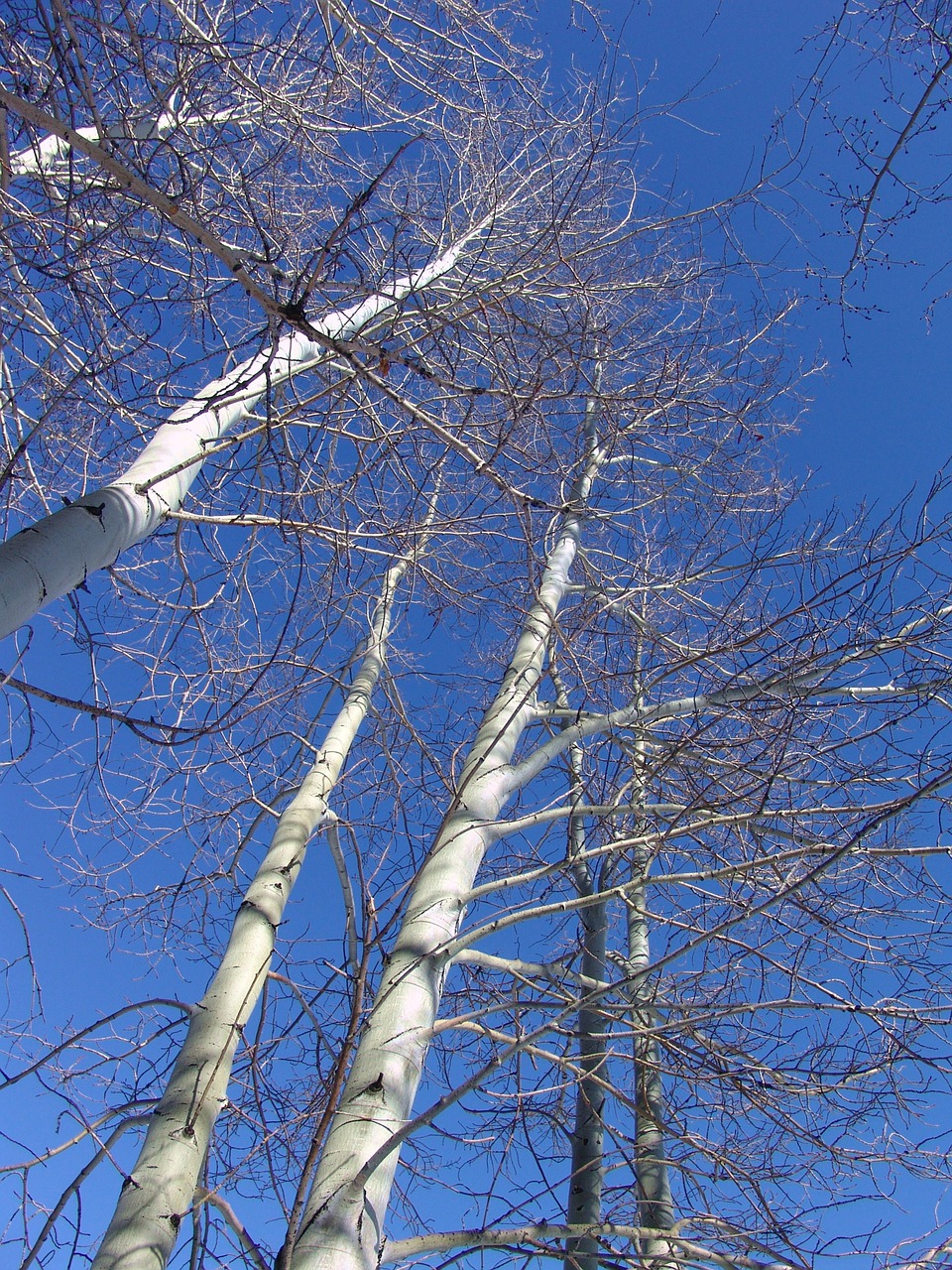 Aspen, Aspenos Medžiai, Žiema, Spalvinga, Uolėti Kalnai, Mėlynas Dangus, Nemokamos Nuotraukos,  Nemokama Licenzija