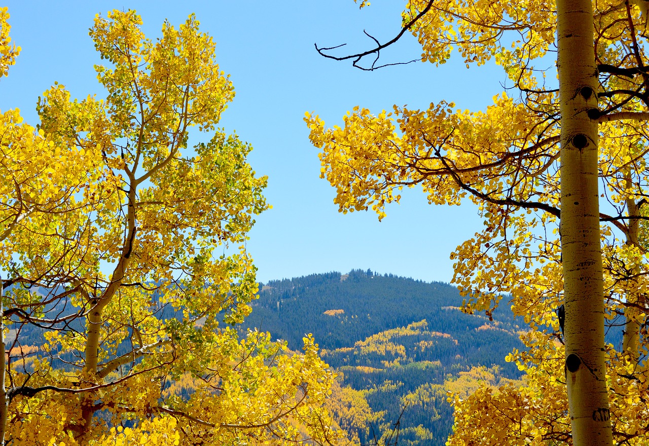 Aspen, Kalnai, Colorado, Kraštovaizdis, Ruduo, Geltona, Lauke, Nemokamos Nuotraukos,  Nemokama Licenzija