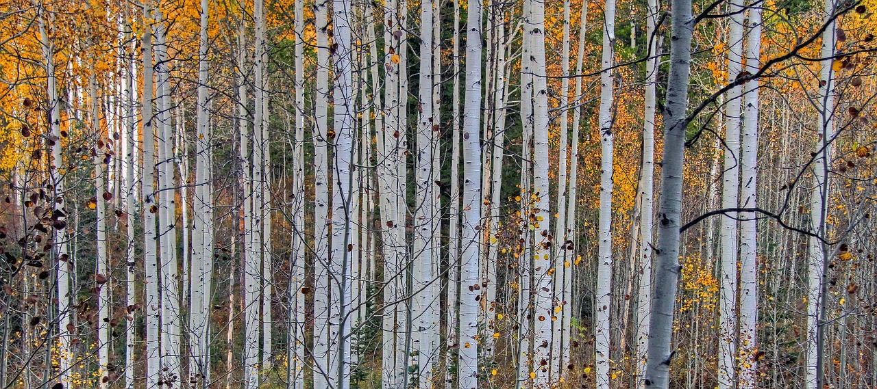 Aspen, Miškas, Medžiai, Gamta, Ruduo, Spalvinga, Dykuma, Lauke, Lapija, Kraštovaizdis