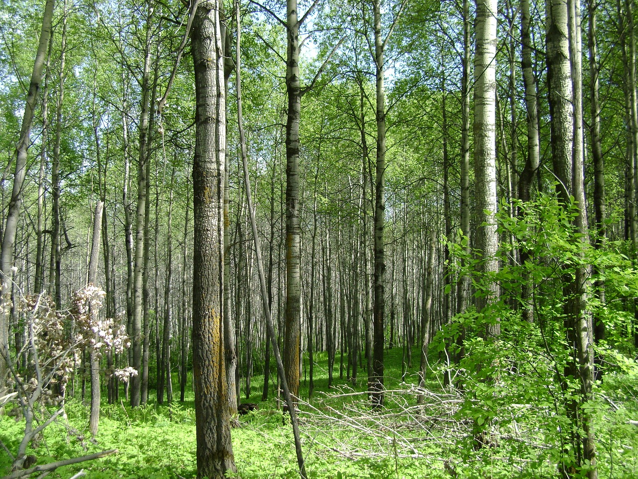 Aspen, Osinski, Nemokamos Nuotraukos,  Nemokama Licenzija