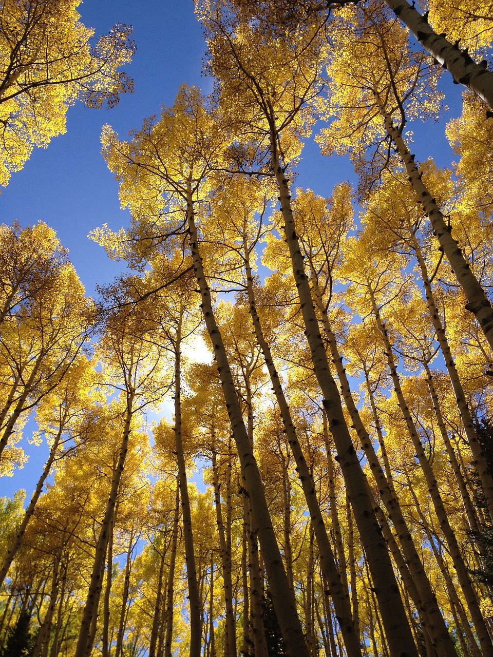 Aspen,  Medžiai,  Pobūdį,  Miškas, Nemokamos Nuotraukos,  Nemokama Licenzija