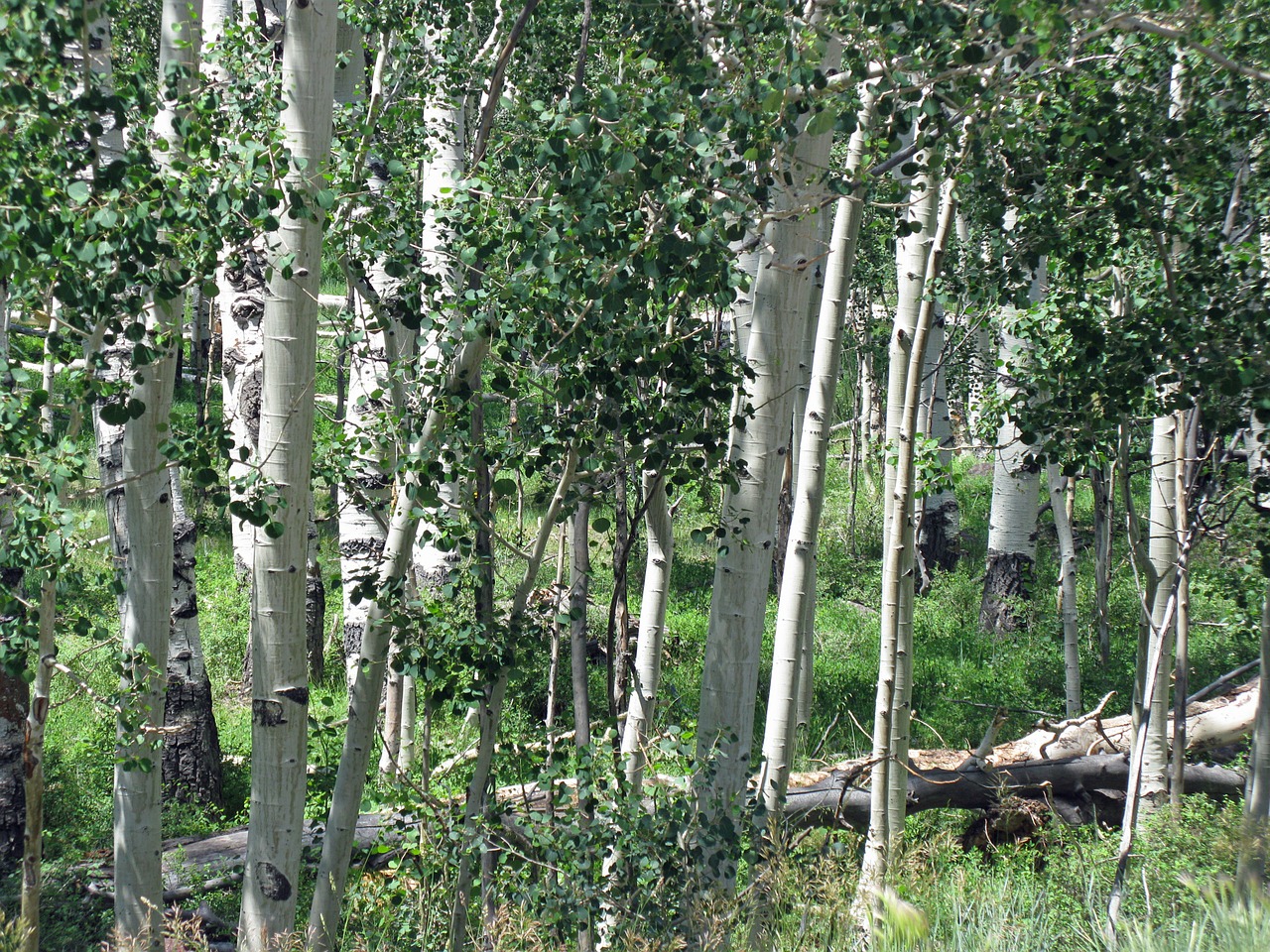 Aspen, Beržas, Miškas, Vasara, Medžiai, Medžių Giraitė, Uolėti Kalnai, Nemokamos Nuotraukos,  Nemokama Licenzija