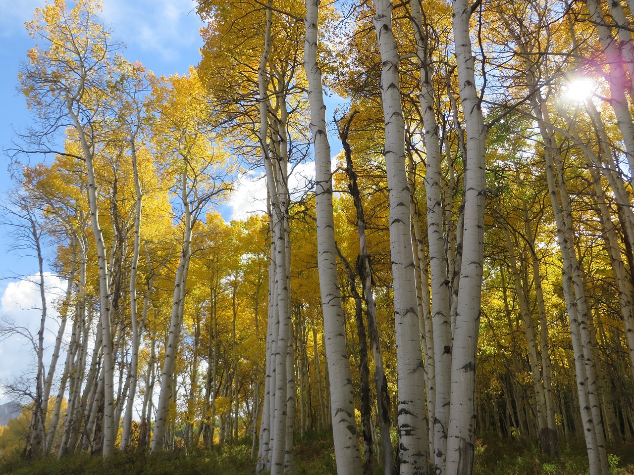 Aspen, Medis, Colorado, Kritimas, Miškas, Ruduo, Natūralus, Lapai, Sezonas, Vaizdingas