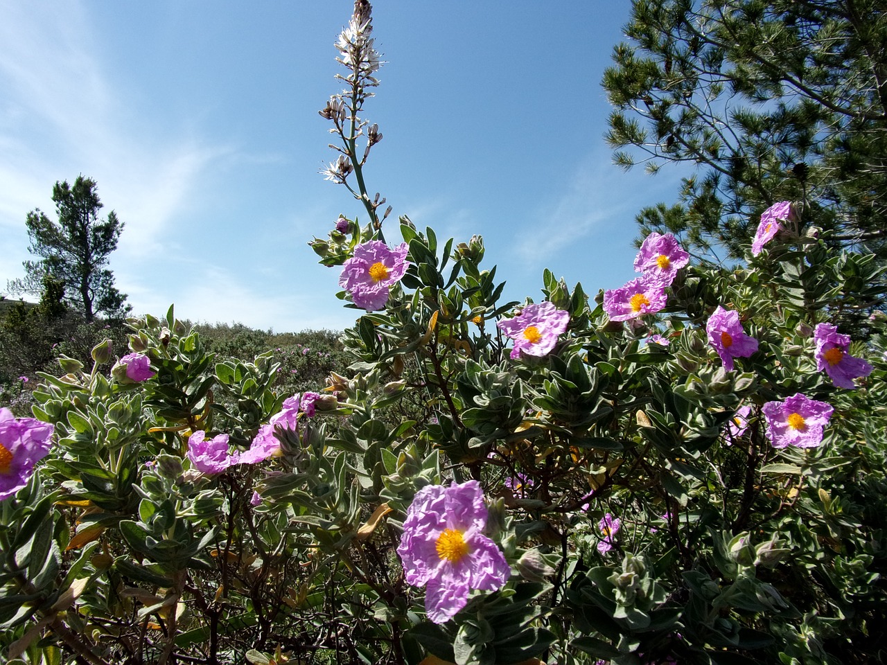 Asfaudelis,  Cistus,  Gėlė,  Gamta,  Pavasaris,  Provence,  Dangus,  Saulė, Nemokamos Nuotraukos,  Nemokama Licenzija