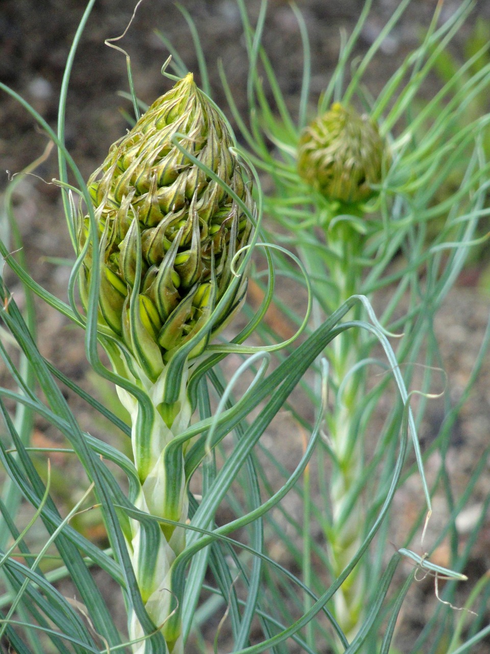 Asfedelinis,  Lutea,  Botanikos,  Egzempliorius,  Daugiametis,  Asfaudelis,  Asfodelis,  Luteus,  Botanika,  Asphodeloideae