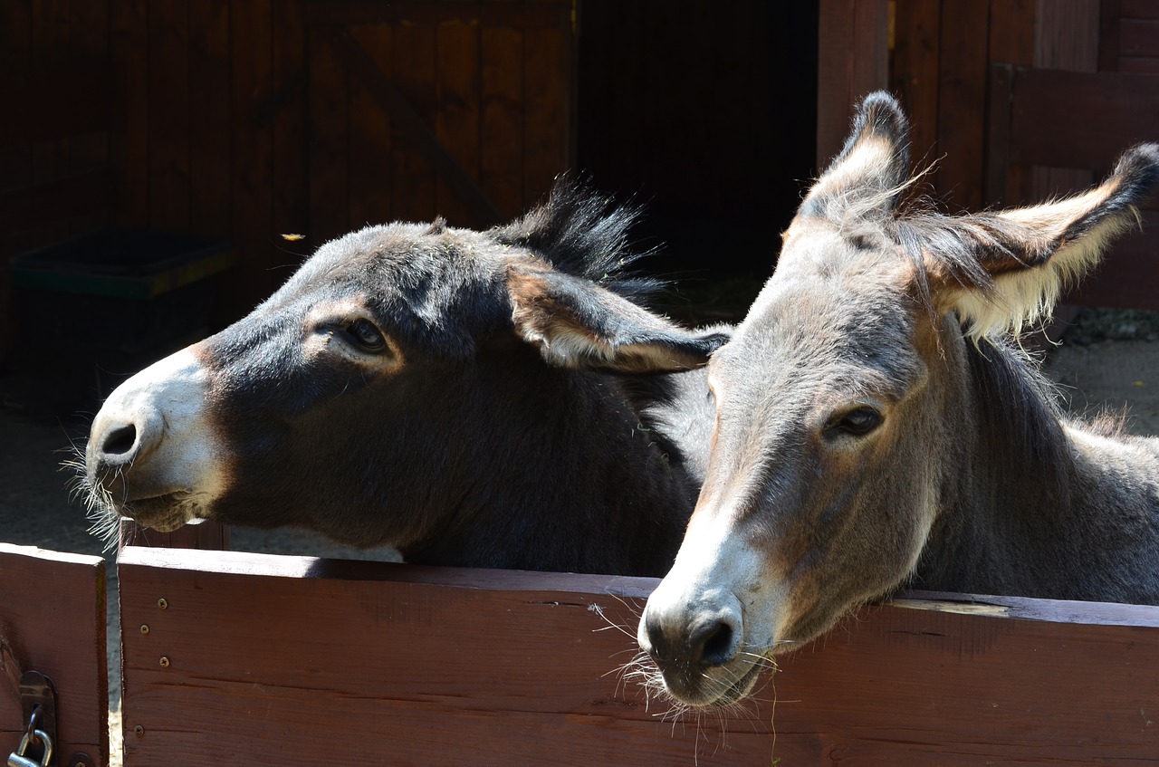 Asilas, Gyvūnas, Zoologijos Sodas, Nemokamos Nuotraukos,  Nemokama Licenzija