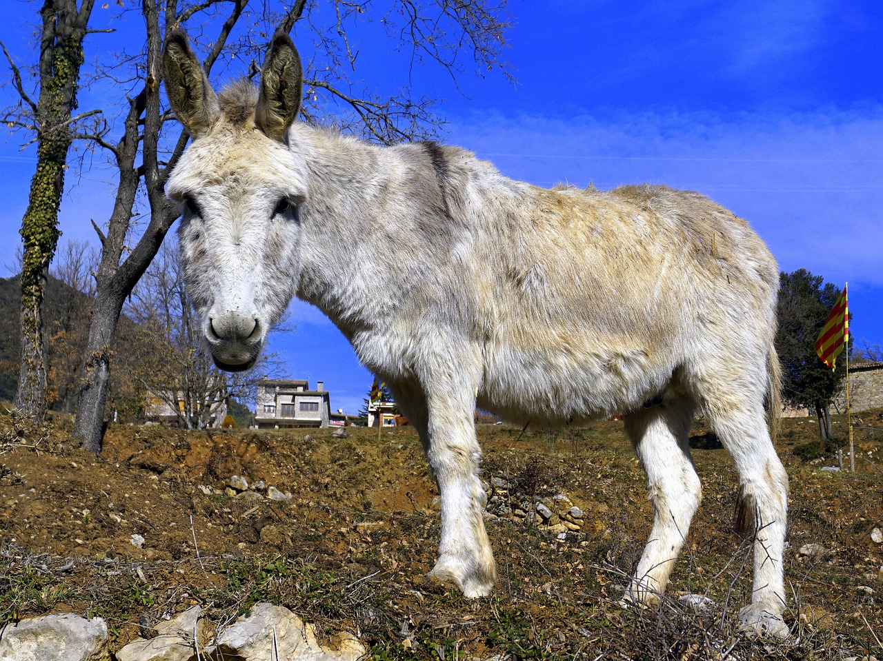 Asilas, Asilas, Arkliai, Ausys, Smeigtukai, Akys, Žinduoliai, Animalia, Gamta, Ūkis