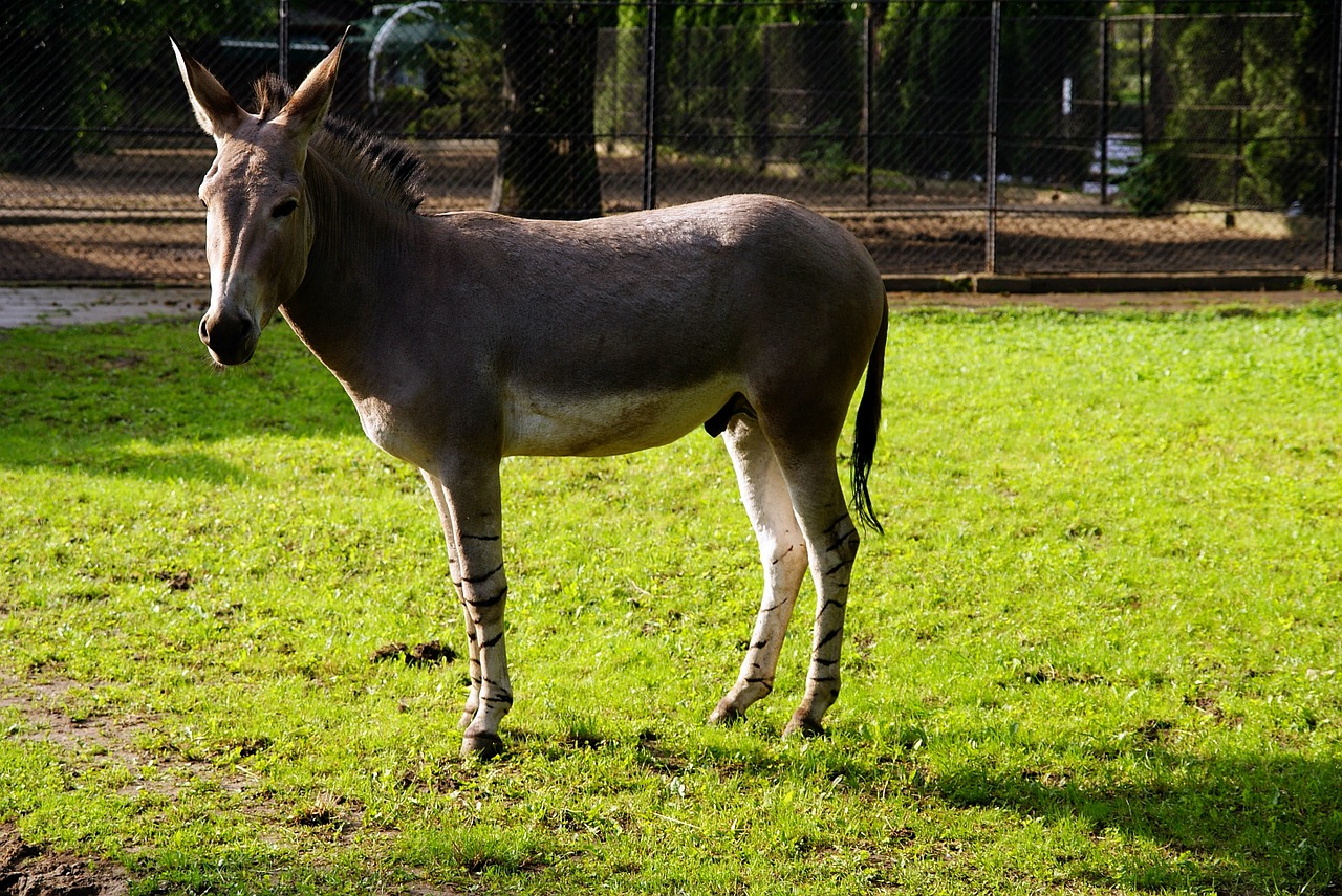 Asilas, Zoologijos Sodas, Podiumas, Gyvūnas, Žinduolis, Gamta, Fauna, Nemokamos Nuotraukos,  Nemokama Licenzija