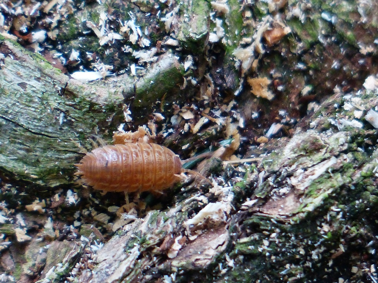 Asilas, Sausumos Isopodas, Oniscidea, Gyvūnas, Isopoda, Porcellio Scaber, Mauerassel, Vėžiagyviai, Kenkėjai, Ruda