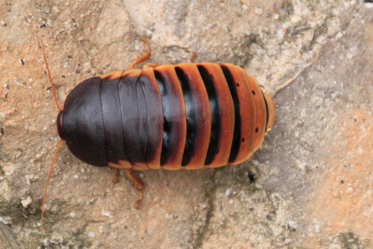 Asilas, Porcellio Scaber, Vabzdys, Makro, Išbrinkinti, Uždaryti, Gyvūnas, Makrofotografija, Gamta, Fauna