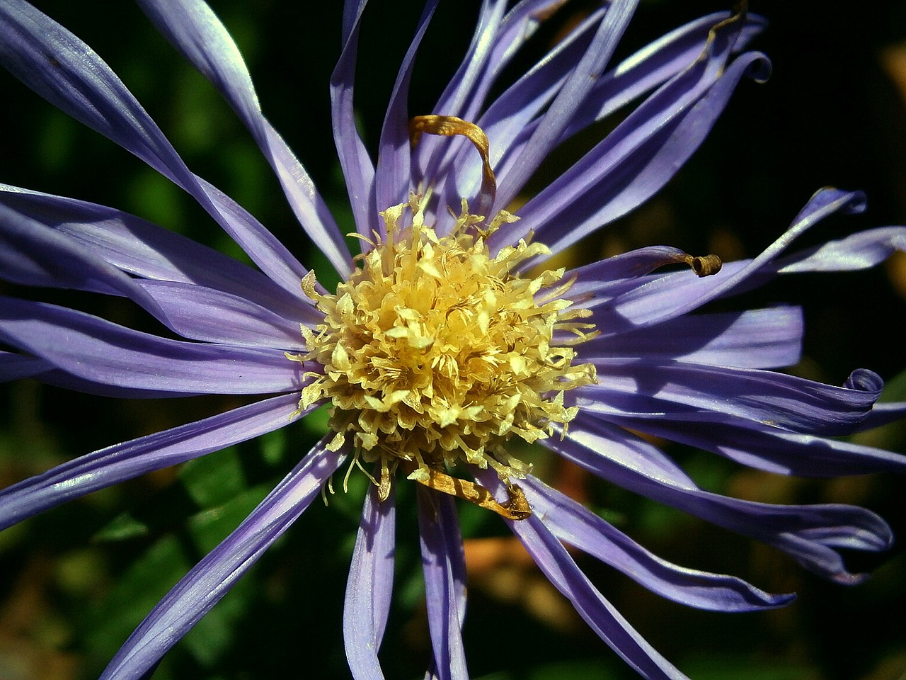 Aster, Kompozitai, Žiedas, Žydėti, Gėlė, Violetinė, Violetinė, Mėlynas, Gamta, Augalas