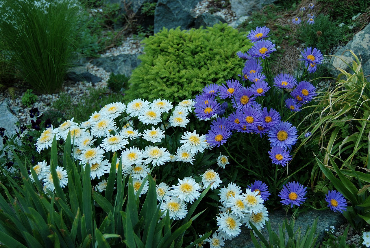 Aster, Alpių, Akmenų Sodas, Nemokamos Nuotraukos,  Nemokama Licenzija